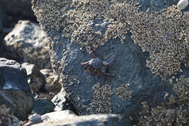 Grapsus tenuicrustatus yengeci Nisan ayında Khor Fakkan Sahili 'nde Umman Körfezi yakınlarındaki kayalara tırmanır. Grapsus tenuicrustatus (İnce kabuklu kaya yengeci, Natal lightfoot crab), başsız kabuklu bir yengeç türüdür. Khor Fakkan, Sharjah, BAE.                           