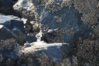 Grapsus tenuicrustatus yengeci Nisan ayında Khor Fakkan Sahili 'nde Umman Körfezi yakınlarındaki kayalara tırmanır. Grapsus tenuicrustatus (İnce kabuklu kaya yengeci, Natal lightfoot crab), başsız kabuklu bir yengeç türüdür. Khor Fakkan, Sharjah, BAE.                           