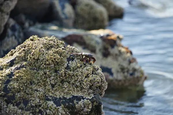 Grapsus tenuicrustatus yengeci Nisan ayında Khor Fakkan Sahili 'nde Umman Körfezi yakınlarındaki kayalara tırmanır. Grapsus tenuicrustatus (İnce kabuklu kaya yengeci, Natal lightfoot crab), başsız kabuklu bir yengeç türüdür. Khor Fakkan, Sharjah, BAE.                           