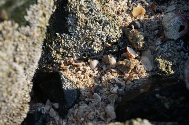 Nisan ayında Khor Fakkan kıyı şeridindeki Umman Körfezi taşkın bölgesinde kayalarda yaşayan kabuklu deniz ürünleri ve kalori fosilleri bulundu. Kabuklu deniz hayvanları, dış iskelet taşıyan su omurgasızlarıdır. Sharjah, BAE. 