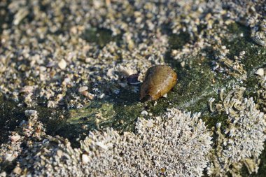 Nisan ayında Khor Fakkan kıyı şeridindeki Umman Körfezi taşkın bölgesinde kayalarda yaşayan kabuklu deniz ürünleri ve kalori fosilleri bulundu. Kabuklu deniz hayvanları, dış iskelet taşıyan su omurgasızlarıdır. Sharjah, BAE. 