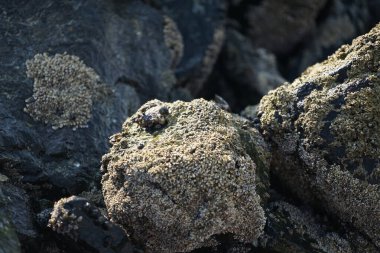 Nisan ayında Khor Fakkan kıyı şeridindeki Umman Körfezi taşkın bölgesinde kayalarda yaşayan kabuklu deniz ürünleri ve kalori fosilleri bulundu. Kabuklu deniz hayvanları, dış iskelet taşıyan su omurgasızlarıdır. Sharjah, BAE. 