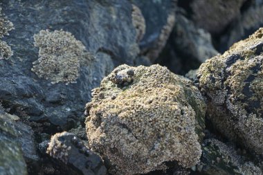 Nisan ayında Khor Fakkan kıyı şeridindeki Umman Körfezi taşkın bölgesinde kayalarda yaşayan kabuklu deniz ürünleri ve kalori fosilleri bulundu. Kabuklu deniz hayvanları, dış iskelet taşıyan su omurgasızlarıdır. Sharjah, BAE. 