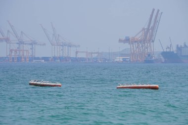 Nisan ayında Khor Fakkan Sahili 'ndeki Umman Körfezi sularındaki şamandıralarda terler ve martılar bulunur. Deniz kuşları, deniz kuşları, deniz ortamında hayata adapte olmuş kuşlardır. Khor Fakkan, Sharjah, BAE.                                