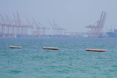 Nisan ayında Khor Fakkan Sahili 'ndeki Umman Körfezi sularındaki şamandıralarda terler ve martılar bulunur. Deniz kuşları, deniz kuşları, deniz ortamında hayata adapte olmuş kuşlardır. Khor Fakkan, Sharjah, BAE.                                