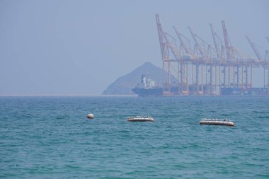 Nisan ayında Khor Fakkan Sahili 'ndeki Umman Körfezi sularındaki şamandıralarda terler ve martılar bulunur. Deniz kuşları, deniz kuşları, deniz ortamında hayata adapte olmuş kuşlardır. Khor Fakkan, Sharjah, BAE.                                