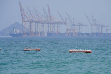 Nisan ayında Khor Fakkan Sahili 'ndeki Umman Körfezi sularındaki şamandıralarda terler ve martılar bulunur. Deniz kuşları, deniz kuşları, deniz ortamında hayata adapte olmuş kuşlardır. Khor Fakkan, Sharjah, BAE.                                