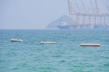 Nisan ayında Khor Fakkan Sahili 'ndeki Umman Körfezi sularındaki şamandıralarda terler ve martılar bulunur. Deniz kuşları, deniz kuşları, deniz ortamında hayata adapte olmuş kuşlardır. Khor Fakkan, Sharjah, BAE.                                