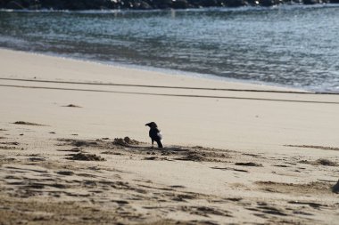 Nisan ayında Khor Fakkan 'da Umman Körfezi kıyısındaki büyük bir balığı gagalayan bir Corvus. Ev kargası, Corvus splendens, karga familyasının yaygın bir kuşudur. Sharjah, BAE. 