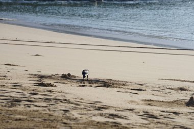 Nisan ayında Khor Fakkan 'da Umman Körfezi kıyısındaki büyük bir balığı gagalayan bir Corvus. Ev kargası, Corvus splendens, karga familyasının yaygın bir kuşudur. Sharjah, BAE. 