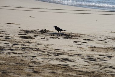 Nisan ayında Khor Fakkan 'da Umman Körfezi kıyısındaki büyük bir balığı gagalayan bir Corvus. Ev kargası, Corvus splendens, karga familyasının yaygın bir kuşudur. Sharjah, BAE. 