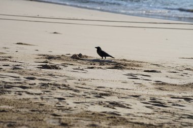 Nisan ayında Khor Fakkan 'da Umman Körfezi kıyısındaki büyük bir balığı gagalayan bir Corvus. Ev kargası, Corvus splendens, karga familyasının yaygın bir kuşudur. Sharjah, BAE. 