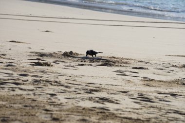 Nisan ayında Khor Fakkan 'da Umman Körfezi kıyısındaki büyük bir balığı gagalayan bir Corvus. Ev kargası, Corvus splendens, karga familyasının yaygın bir kuşudur. Sharjah, BAE. 
