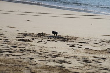 Nisan ayında Khor Fakkan 'da Umman Körfezi kıyısındaki büyük bir balığı gagalayan bir Corvus. Ev kargası, Corvus splendens, karga familyasının yaygın bir kuşudur. Sharjah, BAE. 