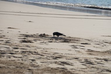 Nisan ayında Khor Fakkan 'da Umman Körfezi kıyısındaki büyük bir balığı gagalayan bir Corvus. Ev kargası, Corvus splendens, karga familyasının yaygın bir kuşudur. Sharjah, BAE. 