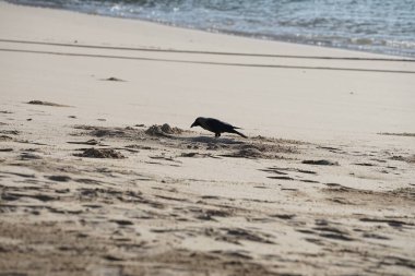 Nisan ayında Khor Fakkan 'da Umman Körfezi kıyısındaki büyük bir balığı gagalayan bir Corvus. Ev kargası, Corvus splendens, karga familyasının yaygın bir kuşudur. Sharjah, BAE. 