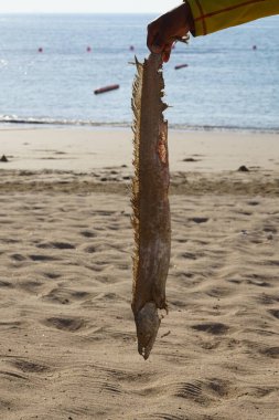 Nisan ayında Khor Fakkan, Sharjah, BAE 'de Umman Körfezi kıyısındaki kumdan kuşlar tarafından gagalanan ölü büyük balıkları temizleyici temizler..