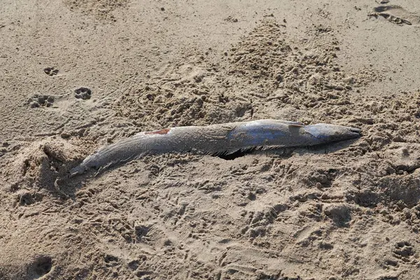 Nisan ayında Khor Fakkan, Sharjah, BAE 'de Umman Körfezi kıyısında kuşlar tarafından gagalanan ölü bir balık yatıyor.. 