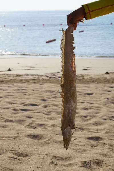 Nisan ayında Khor Fakkan, Sharjah, BAE 'de Umman Körfezi kıyısındaki kumdan kuşlar tarafından gagalanan ölü büyük balıkları temizleyici temizler..