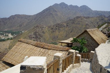 Nisan ayında Najd Al Miqsar köyünde meyveli Terminalia katappa ağacı yetişir. Terminalia catappa, badem, Hint bademi, Malabar bademi, deniz -, plaj bademi, sahte kamani, büyük bir tropikal ağaçtır. Wadi Wshee, Sharjah, BAE. 