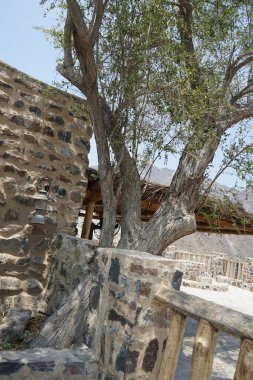 Ziziphus spina-christi ağacı Nisan ayında eski Najd Al Miqsar köyünde yetişir. Ziziphus spina-christi, İsa 'nın dikenli jujujubisi, Rhamnaceae familyasından bir bitki türü. Wadi Wshee, Sharjah, BAE. 