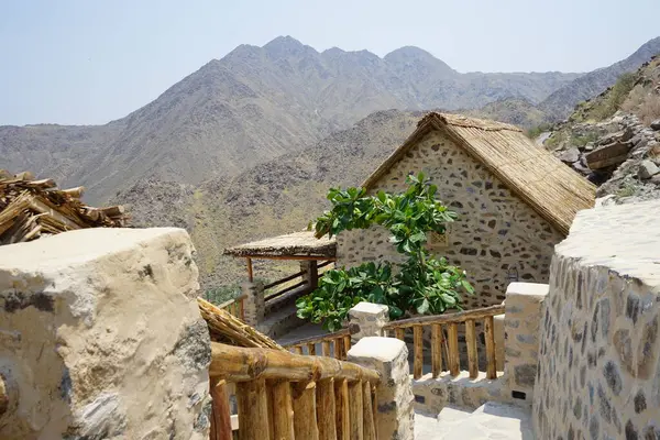 Nisan ayında Najd Al Miqsar köyünde meyveli Terminalia katappa ağacı yetişir. Terminalia catappa, badem, Hint bademi, Malabar bademi, deniz -, plaj bademi, sahte kamani, büyük bir tropikal ağaçtır. Wadi Wshee, Sharjah, BAE. 