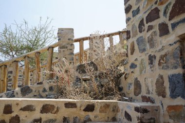 Forskaolea tenacissima Nisan ayında eski Najd Al Miqsar köyünde yetişir. Forskaolea tenacissima, ısırgan otu olmayan Forskaolea cinsinin bir üyesidir ve iğneleyici cinsiyle aynı ailedendir. Wadi Wshee, Sharjah, BAE.                       