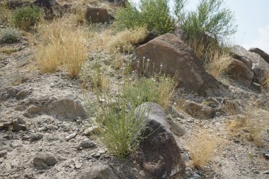 Lavandula subnuda Benth doğada nisan ayında çiçek açar. Lavandula bipinnata var. Subnuda Benth ya da Kuntze, naneli şeker familyasından bir bitki türüdür. Wadi Wshee, Sharjah, BAE.