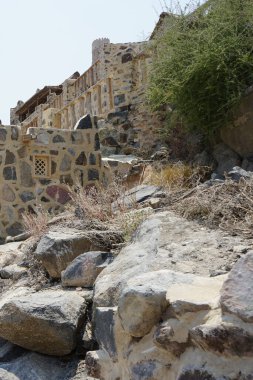 Forskaolea tenacissima Nisan ayında eski Najd Al Miqsar köyünde yetişir. Forskaolea tenacissima, ısırgan otu olmayan Forskaolea cinsinin bir üyesidir ve iğneleyici cinsiyle aynı ailedendir. Wadi Wshee, Sharjah, BAE.                     