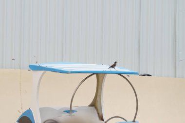Acridotheres tristis kuşu, Khor Fakkan kentindeki plajda bulunan küçük bir pedallı teknenin çatısında. Acridotheres tristis, Sturnidae familyasından bir kuş türü. Khor Fakkan, Sharjah, BAE.                               