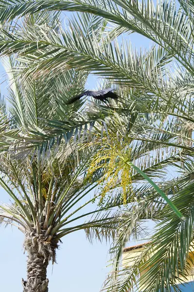 Corvus Nisan 'da Phoenix Dactylifera palmiyesine tünemiş görkemli bir kuş. Ev kargası, Corvus splendens, Kızılderili, gri boyunlu, Seylan veya Colombo karga, karga familyasından yaygın bir kuş türüdür. Khor Fakkan, Sharjah, Birleşik Arap Emirlikleri.                  