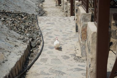 Muscovy ördeği, Nisan ayında Al Rafisah Barajı dinlenme alanında Hawd al Bid 'ah Gölü yakınlarındaki köşkler boyunca yürür. Moscovy ördeği, Cairina Moschata, bir ördektir. Wadi Wshee, Sharjah, BAE.