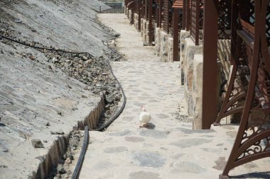 Muscovy ördeği, Nisan ayında Al Rafisah Barajı dinlenme alanında Hawd al Bid 'ah Gölü yakınlarındaki köşkler boyunca yürür. Moscovy ördeği, Cairina Moschata, bir ördektir. Wadi Wshee, Sharjah, BAE.