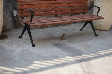 Bir Spilopelia Senegalensis kuşu, El Rafisah Barajı 'ndaki Hawd al Bid' ah rezervuarının kıyısında yürüyor. Gülen güvercin, Spilopelia senegalensis, küçük bir güvercindir. Wadi Wshee, Sharjah, BAE.