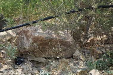 Nisan ayında beyaz çiçekli ve kabarık tohumlu Convolvulus virgatus büyür. Convolvulus virgatus, toynakgiller (Convolvulaceae) familyasından bir bitki türü. Wadi Wshee, Sharjah, BAE.  