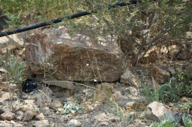 Nisan ayında beyaz çiçekli ve kabarık tohumlu Convolvulus virgatus büyür. Convolvulus virgatus, toynakgiller (Convolvulaceae) familyasından bir bitki türü. Wadi Wshee, Sharjah, BAE.  