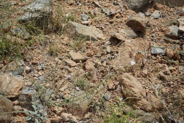 Nisan ayında beyaz çiçekli ve kabarık tohumlu Convolvulus virgatus büyür. Convolvulus virgatus, toynakgiller (Convolvulaceae) familyasından bir bitki türü. Wadi Wshee, Sharjah, BAE.  