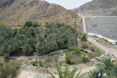 Nisan ayında eski Najd Al Miqsar köyünün çevresindeki manzaraya bakın. Najd Al Miqsar, Khor Fakkan 'ın batısında, BAE' nin başkenti Sharjah 'ta terk edilmiş tarihi bir yerleşim yeridir..  