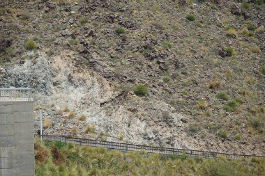 Kara kısmen evcilleştirilmiş dağ keçileri, Capra aegagrus hircus, Al Rafisah Barajı 'ndaki Hawd al Bid' ah rezervuarının yakınındaki dağlarda gezinir. Wadi Wshee, Sharjah, BAE.