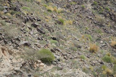 Kara kısmen evcilleştirilmiş dağ keçileri, Capra aegagrus hircus, Al Rafisah Barajı 'ndaki Hawd al Bid' ah rezervuarının yakınındaki dağlarda gezinir. Wadi Wshee, Sharjah, BAE.
