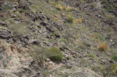 Kara kısmen evcilleştirilmiş dağ keçileri, Capra aegagrus hircus, Al Rafisah Barajı 'ndaki Hawd al Bid' ah rezervuarının yakınındaki dağlarda gezinir. Wadi Wshee, Sharjah, BAE.