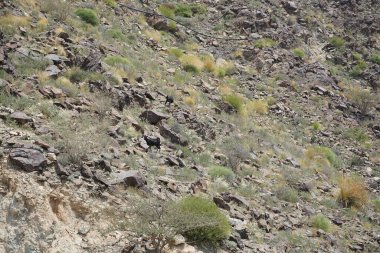 Kara kısmen evcilleştirilmiş dağ keçileri, Capra aegagrus hircus, Al Rafisah Barajı 'ndaki Hawd al Bid' ah rezervuarının yakınındaki dağlarda gezinir. Wadi Wshee, Sharjah, BAE.