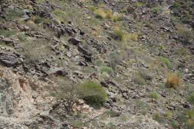 Kara kısmen evcilleştirilmiş dağ keçileri, Capra aegagrus hircus, Al Rafisah Barajı 'ndaki Hawd al Bid' ah rezervuarının yakınındaki dağlarda gezinir. Wadi Wshee, Sharjah, BAE.