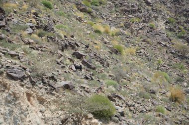 Kara kısmen evcilleştirilmiş dağ keçileri, Capra aegagrus hircus, Al Rafisah Barajı 'ndaki Hawd al Bid' ah rezervuarının yakınındaki dağlarda gezinir. Wadi Wshee, Sharjah, BAE.