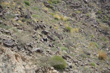 Kara kısmen evcilleştirilmiş dağ keçileri, Capra aegagrus hircus, Al Rafisah Barajı 'ndaki Hawd al Bid' ah rezervuarının yakınındaki dağlarda gezinir. Wadi Wshee, Sharjah, BAE.