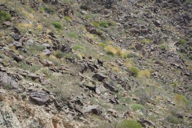 Kara kısmen evcilleştirilmiş dağ keçileri, Capra aegagrus hircus, Al Rafisah Barajı 'ndaki Hawd al Bid' ah rezervuarının yakınındaki dağlarda gezinir. Wadi Wshee, Sharjah, BAE.