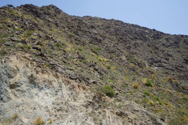 Kara kısmen evcilleştirilmiş dağ keçileri, Capra aegagrus hircus, Al Rafisah Barajı 'ndaki Hawd al Bid' ah rezervuarının yakınındaki dağlarda gezinir. Wadi Wshee, Sharjah, BAE.