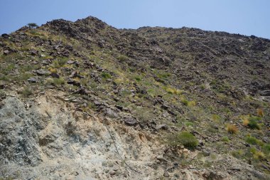 Kara kısmen evcilleştirilmiş dağ keçileri, Capra aegagrus hircus, Al Rafisah Barajı 'ndaki Hawd al Bid' ah rezervuarının yakınındaki dağlarda gezinir. Wadi Wshee, Sharjah, BAE.