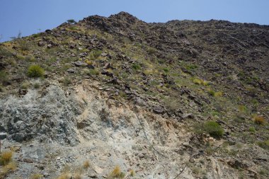 Kara kısmen evcilleştirilmiş dağ keçileri, Capra aegagrus hircus, Al Rafisah Barajı 'ndaki Hawd al Bid' ah rezervuarının yakınındaki dağlarda gezinir. Wadi Wshee, Sharjah, BAE.