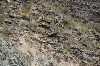 Kara kısmen evcilleştirilmiş dağ keçileri, Capra aegagrus hircus, Al Rafisah Barajı 'ndaki Hawd al Bid' ah rezervuarının yakınındaki dağlarda gezinir. Wadi Wshee, Sharjah, BAE.